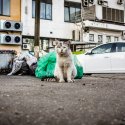 Pisica - Strada Theodor Sperantia
