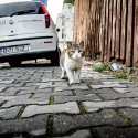 Pisica - Strada Romulus