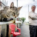 Pisica de la prăvălie - Bulevardul Bucureștii Noi