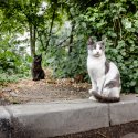 Pisici - Strada Apolodor