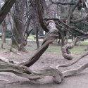 Sculpturile naturii in parcul Cismigiu