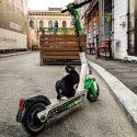 Pisică pe trotinetă - Strada Băcani