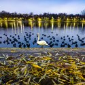 Lebădă - Parcul Plumbuita