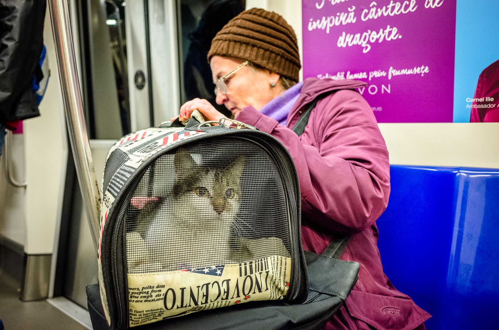 Pisica din metrou - Seara Colectiv