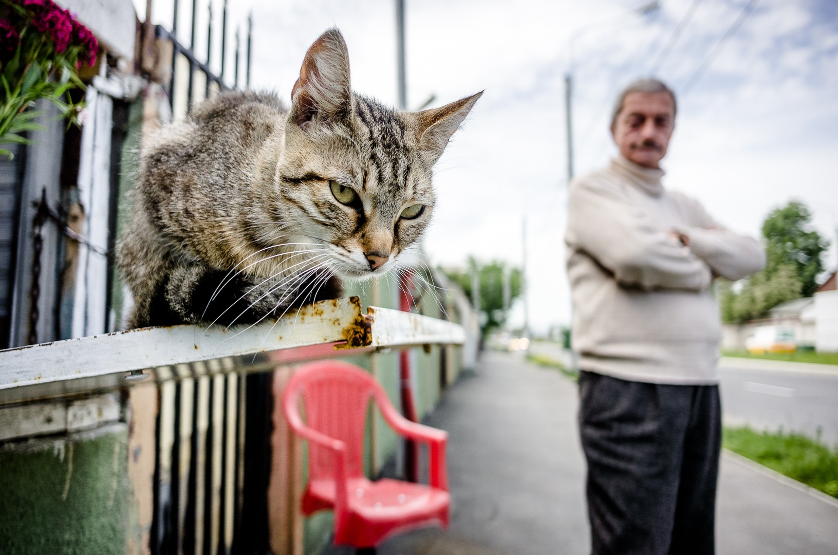 Pisica de la prăvălie - Bulevardul Bucureștii Noi