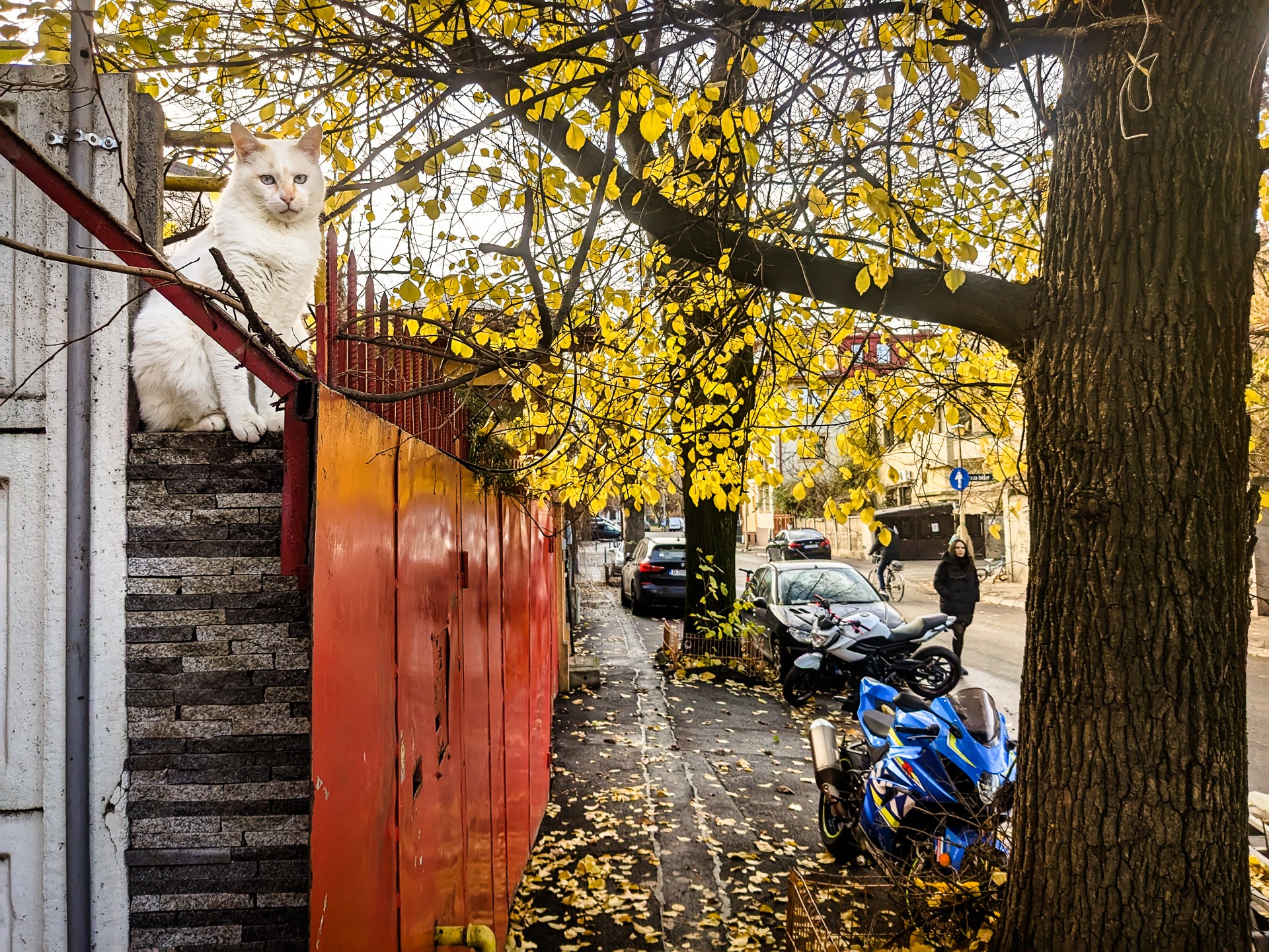 Pisică pe gard - Strada Țepeș Vodă