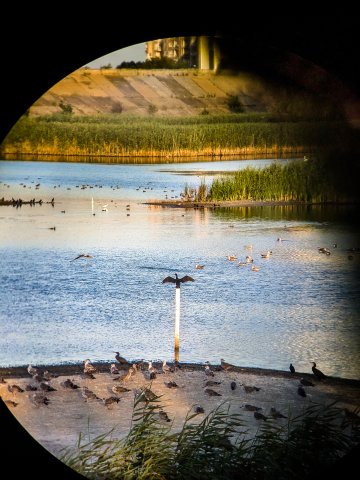 Cormoran în Delta Văcărești