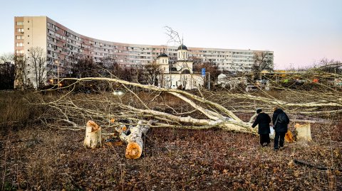 Defrișare - Parcul IOR - Titan