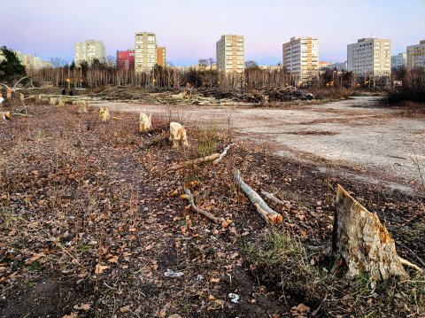 Defrișare - Parcul IOR - Titan