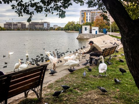 Păsări - Parcul Plumbuita