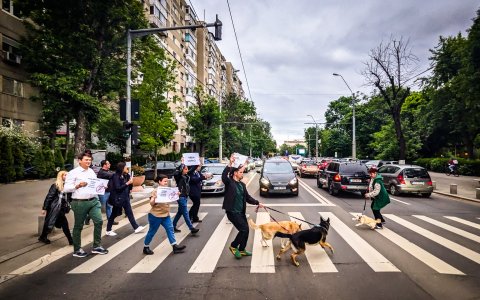 Protest împotria tăierii copacilor - Bd. Tineretului