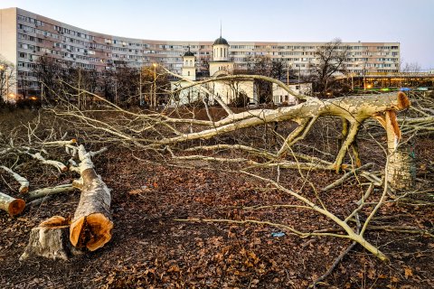 Defrișare - Parcul IOR - Titan