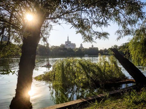 Copac rupt - Parcul Herăstrău