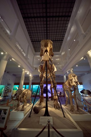Muzeul Antipa - interior