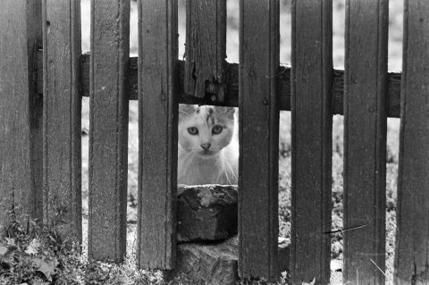 Pisică după gard