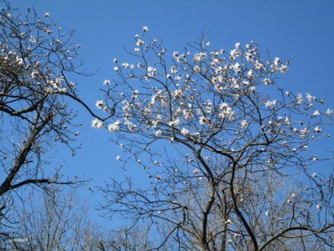 un copac cu flori