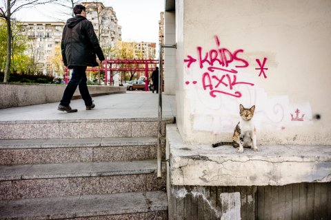 Andrei si pisica, langa bulevardul Unirii