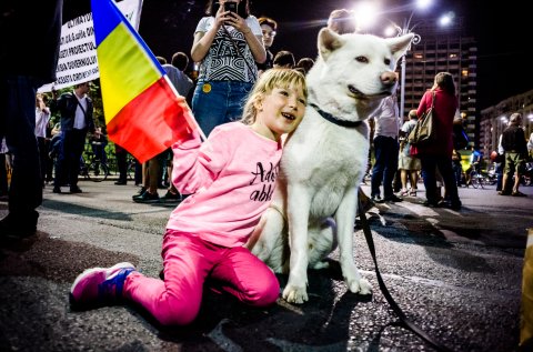 Copil și cățel - Protest anticorupție - Piața Victoriei