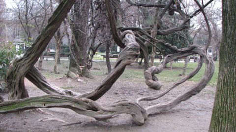 Sculpturile naturii in parcul Cismigiu