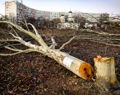 Defrișare - Parcul IOR - Titan