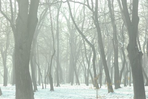 Parcul Kiseleff iarna