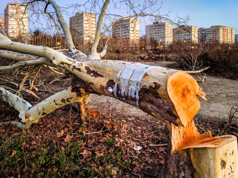 Defrișare - Parcul IOR - Titan