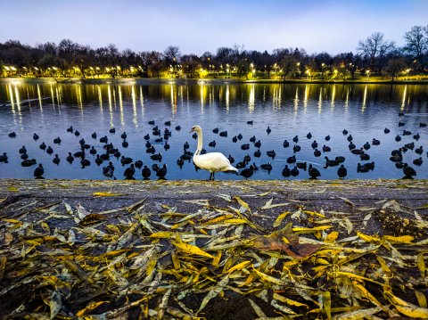 Lebădă - Parcul Plumbuita