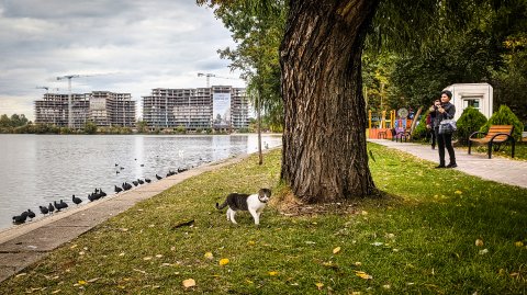 Pisică - Parcul Plumbuita