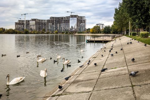 Păsări - Lacul Plumbuita