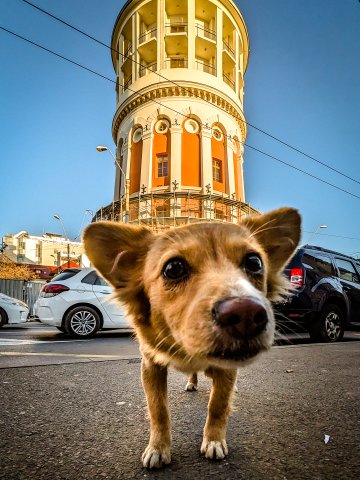 Cățel - Foișorul de foc