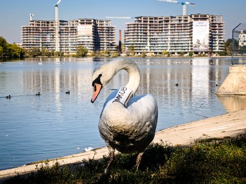 Lebădă - Parcul Plumbuita