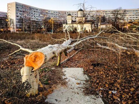 Defrișare - Parcul IOR - Titan