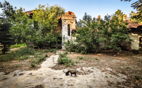 Pisici în casa abandonată - Parcul Tineretului