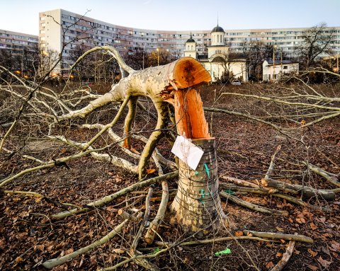 Defrișare - Parcul IOR - Titan