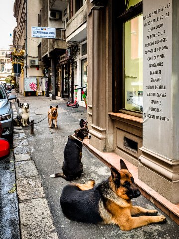 Parcare de căței - Strada Edgar Quinet