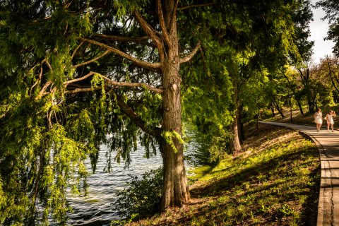 Copac - Parcul Herăstrău