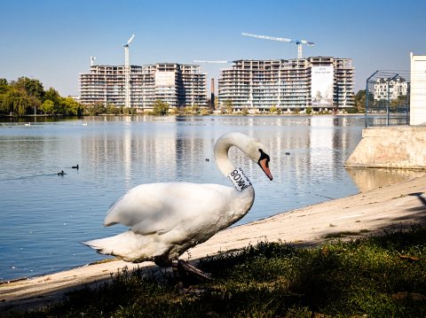 Lebădă - Parcul Plumbuita