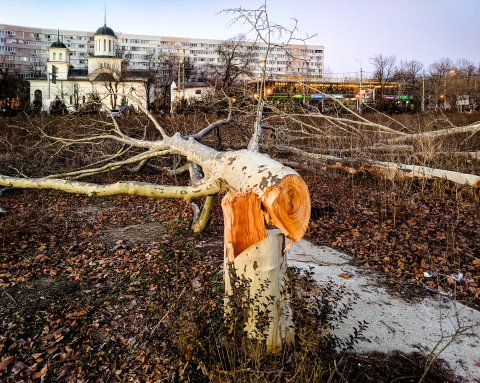 Defrișare - Parcul IOR - Titan