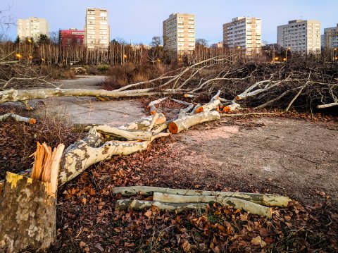 Defrișare - Parcul IOR - Titan